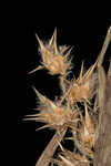 Sanddune sandbur